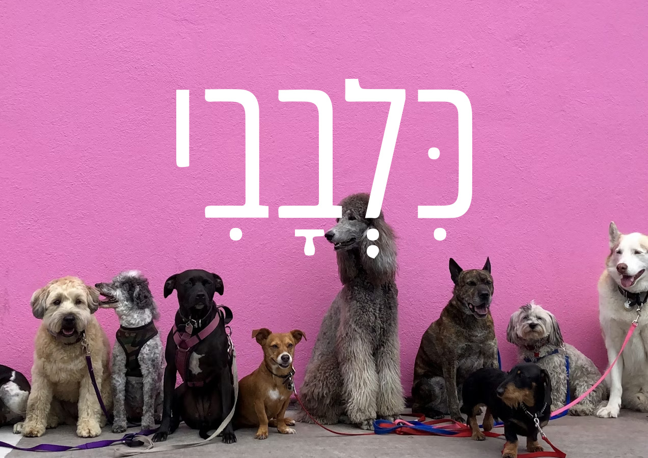 פטריות מרפא לכלבים